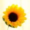 70 pcs Yellow 21" Tall Artificial Silk Sunflowers - 5 Bushes Wedding Decorations